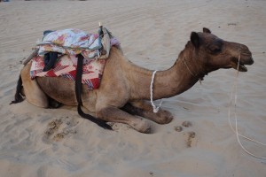Jaisalmer Wüste - chillendes Kamel