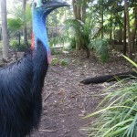 Adelaide Zoo_6